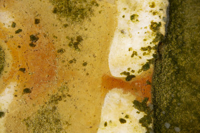 Pool algae and bacteria2.jpg