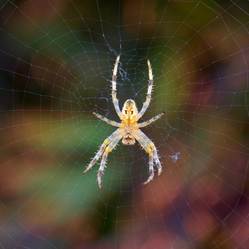 Araneus diadematus
