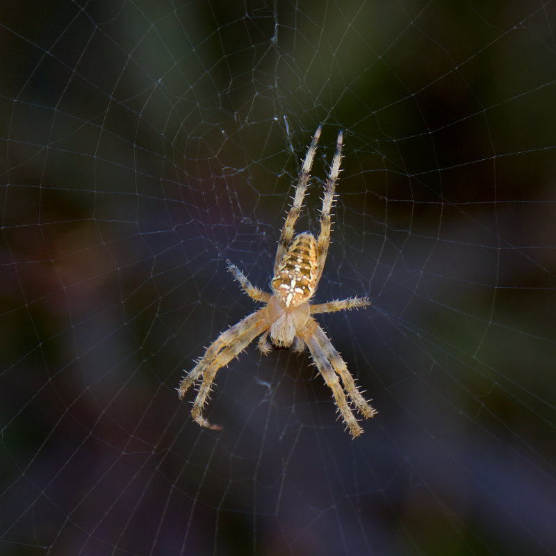 Araneus diadematus