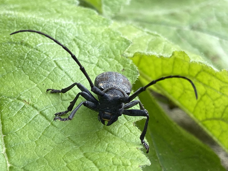 Coleoptera, Cerambycidae, Morimus Asper