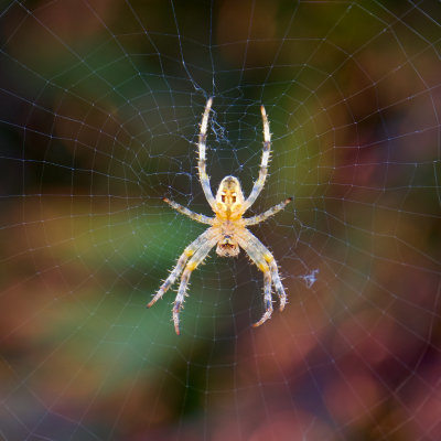 Araneus diadematus