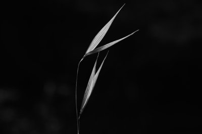 The Simplicity of Grass