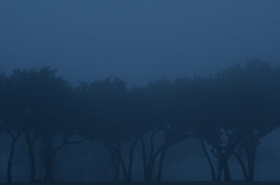 MorningFog9409