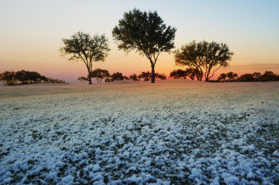 SnowInAustin9569