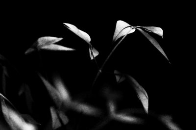 FindingBeautyInTheGarden1098