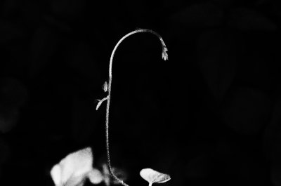 FindingBeautyInTheGarden1362