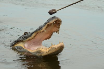 Alligator8366