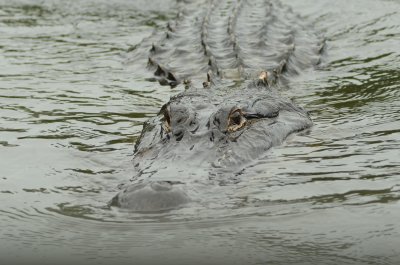 Alligator8370