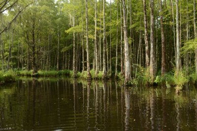SwampTour8589