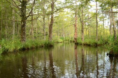 SwampTour8541