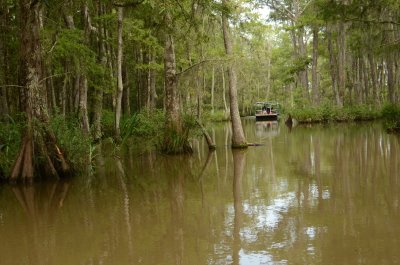 Honey Island Swamp Tour