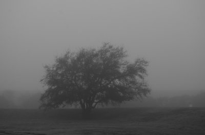 MorningFog2685