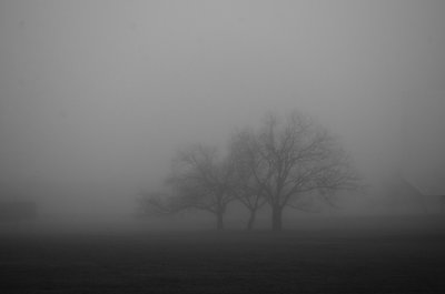 MorningFog2695