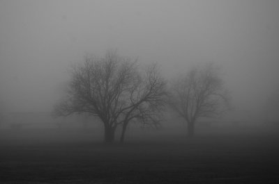 MorningFog2689