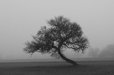 The Trees in Austin