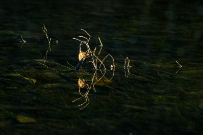 Minute reflections