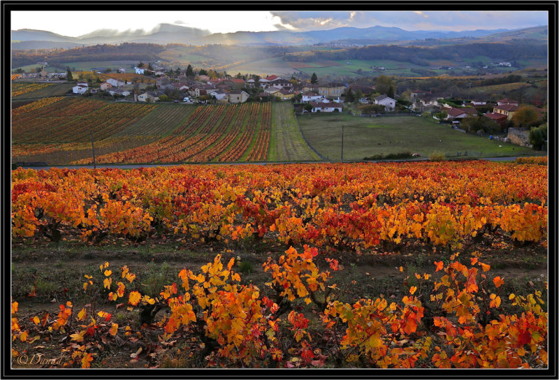 L'automne en Beaujolais.