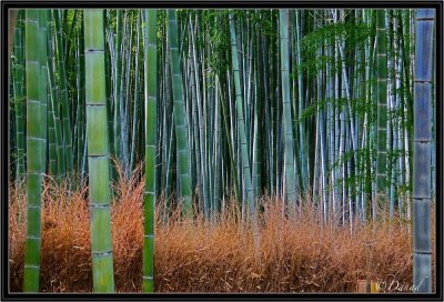 Arashiyama Bamboo Forest.