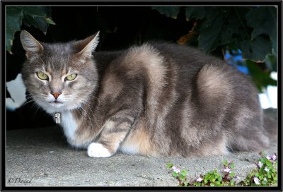 Chat de l'Ile.