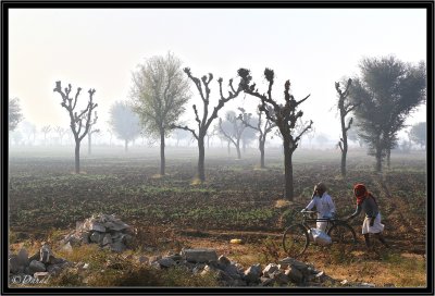 A Morning in the Fields.