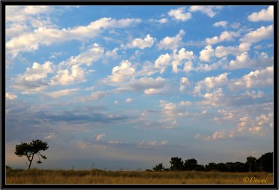 Altocumulus Floccus.