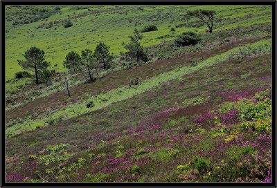 Coule de Landes.