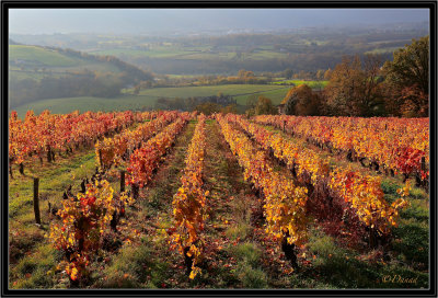 Matin dautomne en Beaujolais.