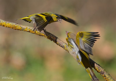 siskin (Spinus spinus)