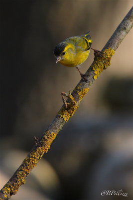 siskin (Spinus spinus)