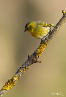 siskin (Spinus spinus)