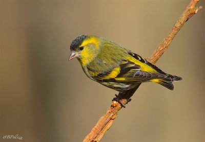 siskin (Spinus spinus)