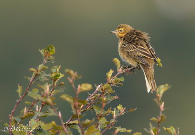 tree pipit (Anthus trivialis)