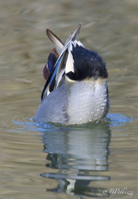Common teal (Anas crecca)
