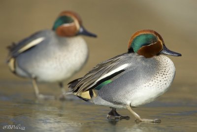 Common teal (Anas crecca)
