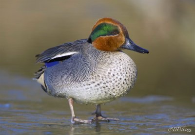 Common teal (Anas crecca)