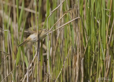 Sedge warbler (Acrocephalus schoenobaenus)
