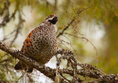 hazel grouse (Bonasa bonasia)