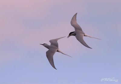 arctic tern (Sterna paradisaea)