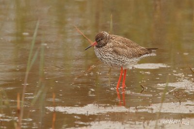 redshank (Tringa totanus)