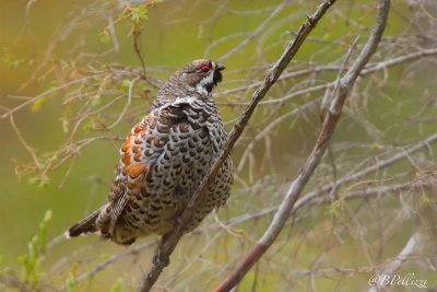 hazel grouse (Bonasa bonasia)