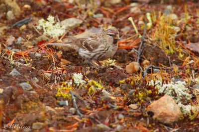 arctic redpoll (Carduelis hornemanni)