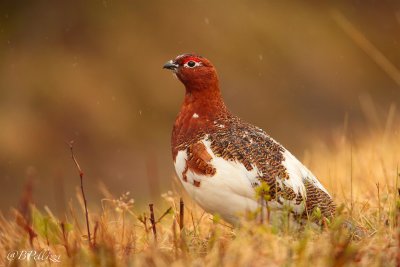 willow grouse (Lagopus lagopus)