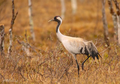 common crane (Grus grus)