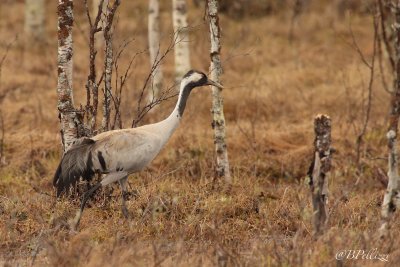 common crane (Grus grus)