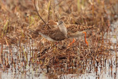 wood sandpiper (Tringa glareola) and ruf (Philomachus pugnax)