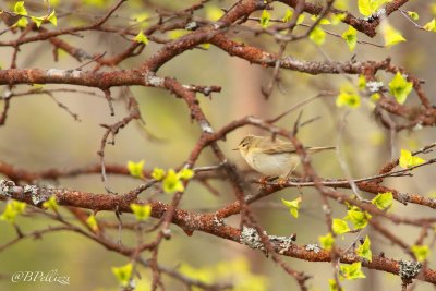 willow warbler (Phylloscopus trochilus)