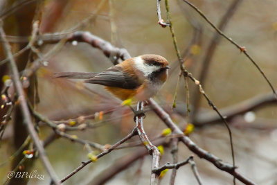 siberian tit (Parus cinctus)