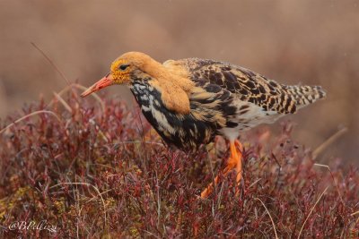 ruff (Philomachus pugnax)