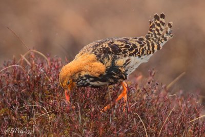 ruff (Philomachus pugnax)