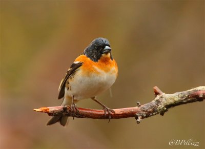 brambling (Fringilla montifringilla)